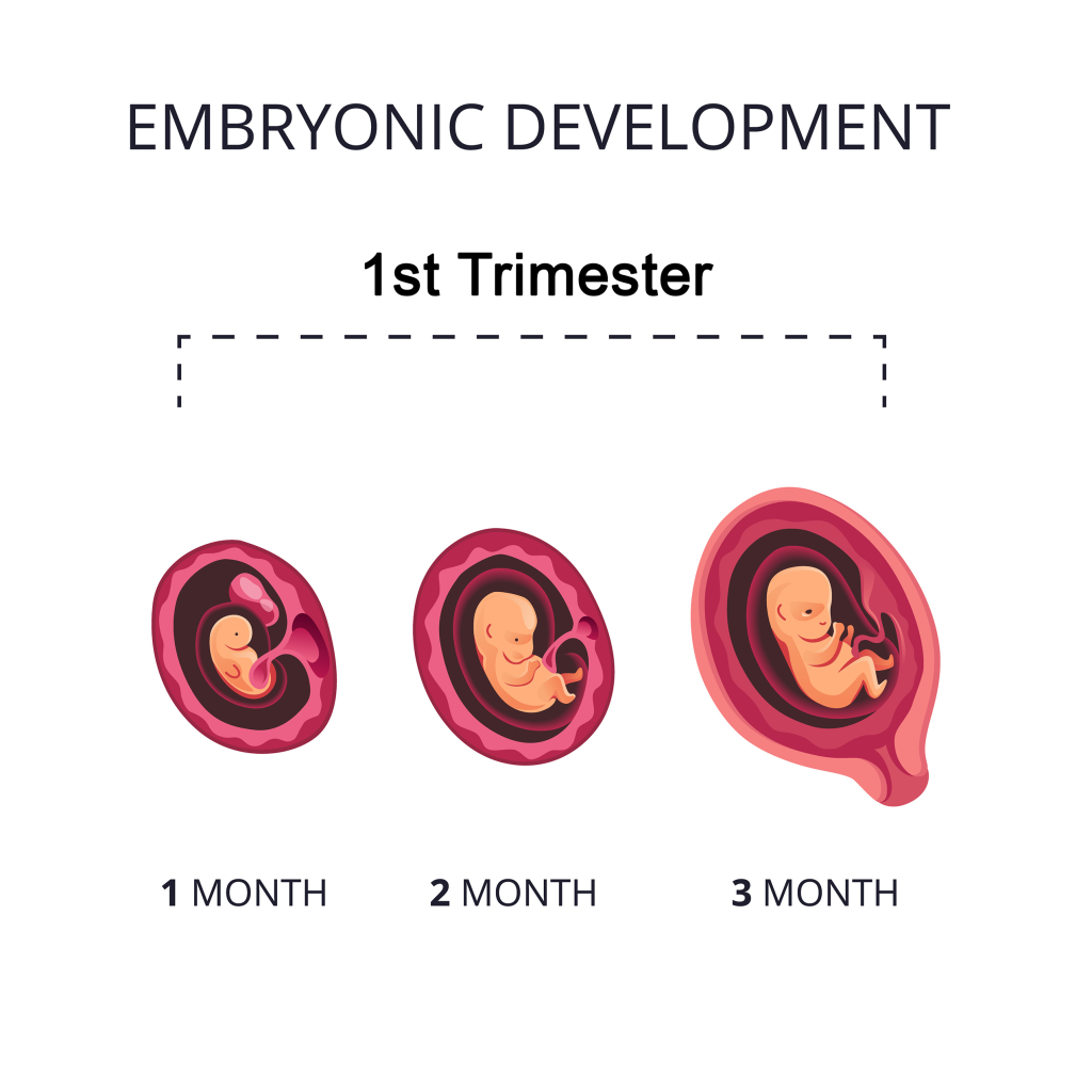 First Trimester (Weeks 1&ndash;12)