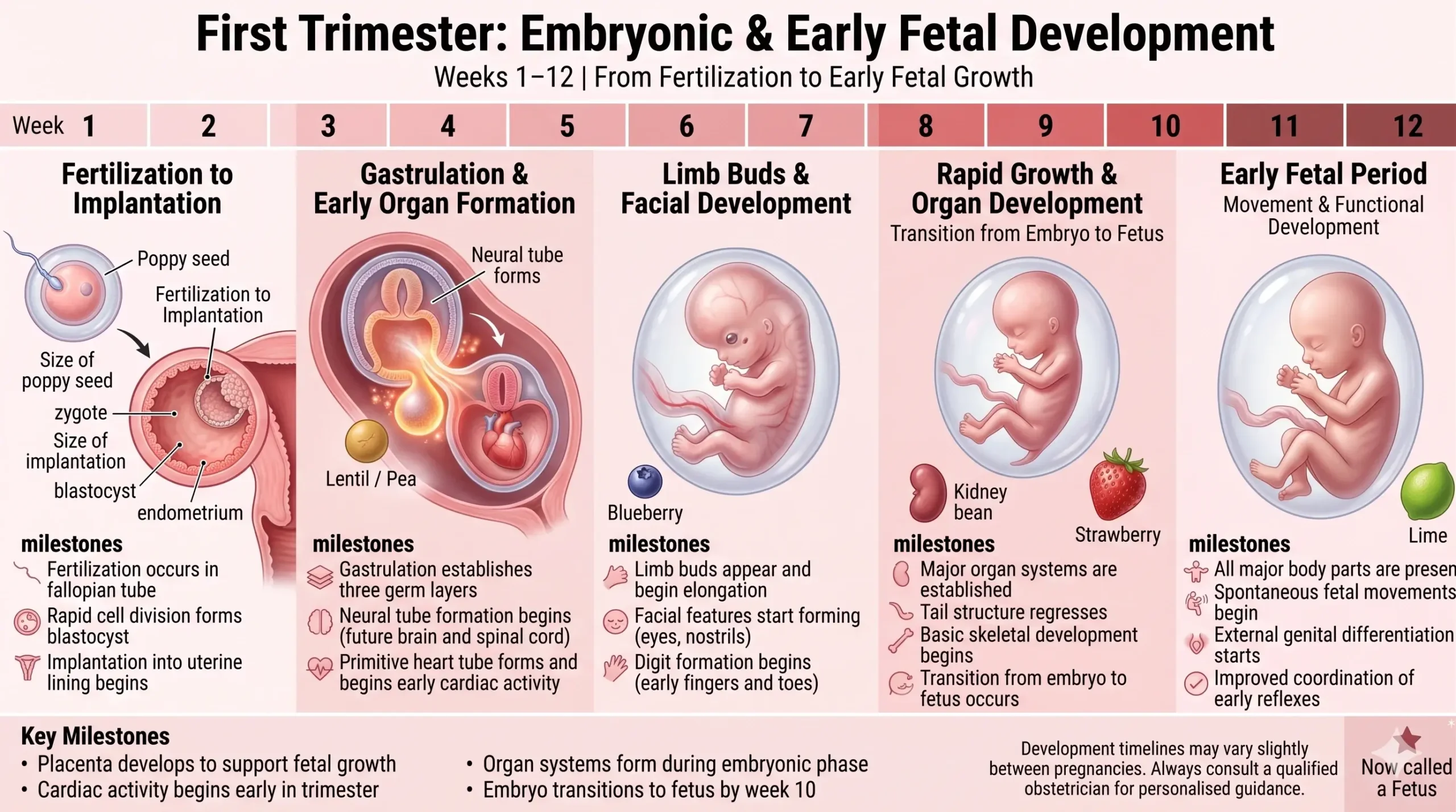 Pregnancy First Trimester